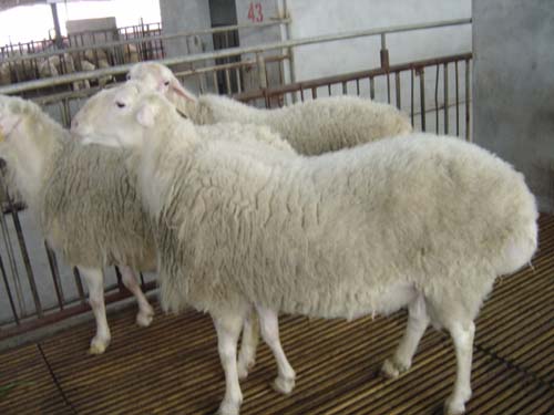 小尾寒羊养殖技术