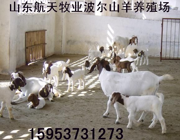 江西省波尔山羊养殖场
