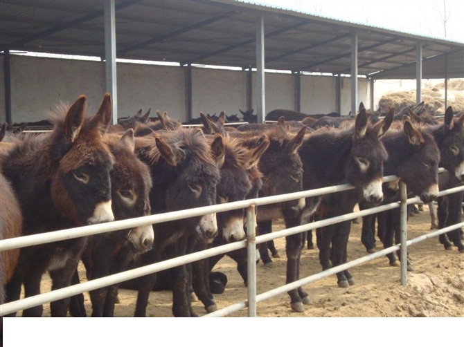 肉驴养殖技术及饲养管理