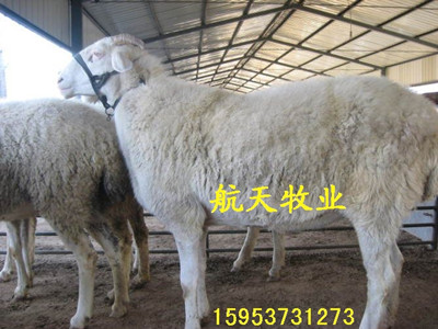小尾寒羊怀孕母羊的饲养方法