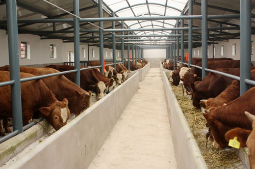 贵州省肉牛养殖场|2015年贵州肉牛价格