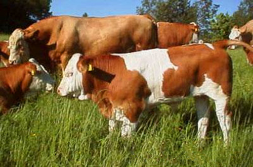 广西黄牛肉牛养殖场|广西黄牛肉牛价格