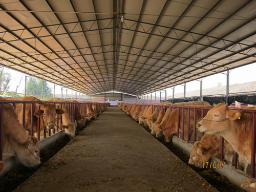 广西黄牛肉牛养殖场|广西黄牛肉牛价格