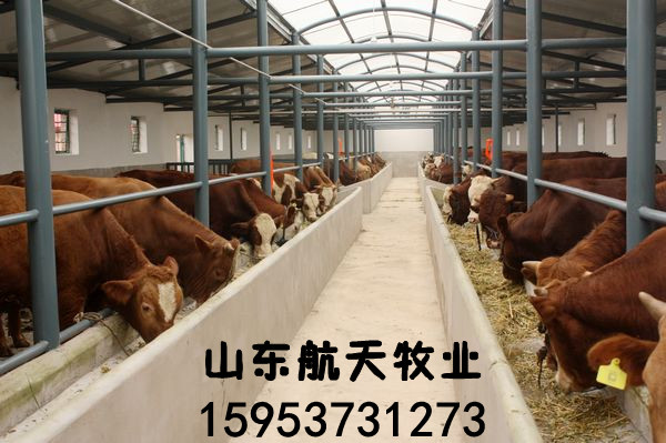 养殖500头肉牛风险与措施