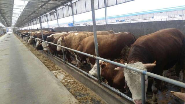 政府扶持带动肉牛养殖场全面发展