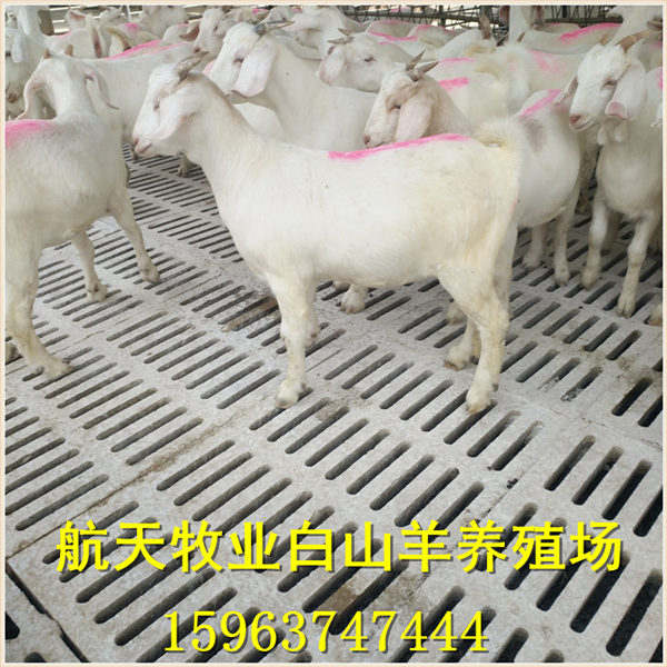 白山羊养殖场,白山羊羊羔价格